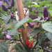 AJI DE JARDIN, Pepper Seeds ,Capsicum annuum , Organically Grown - Caribbeangardenseed