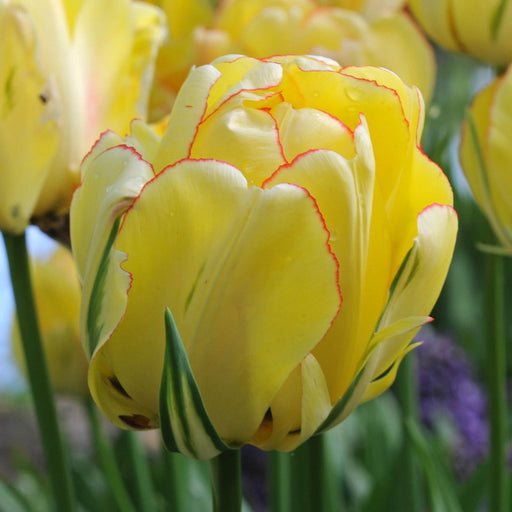 Tulip Bulbs, 'Flaming Agrass' Now Shipping ! - Caribbeangardenseed