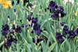All Night Long' Bearded Iris, ( RHIZOME) Bareroot Plant - Caribbeangardenseed