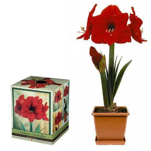 Amaryllis Indoor growing Kit: Bulb Pot & Soil ,Make great Gift - Caribbeangardenseed