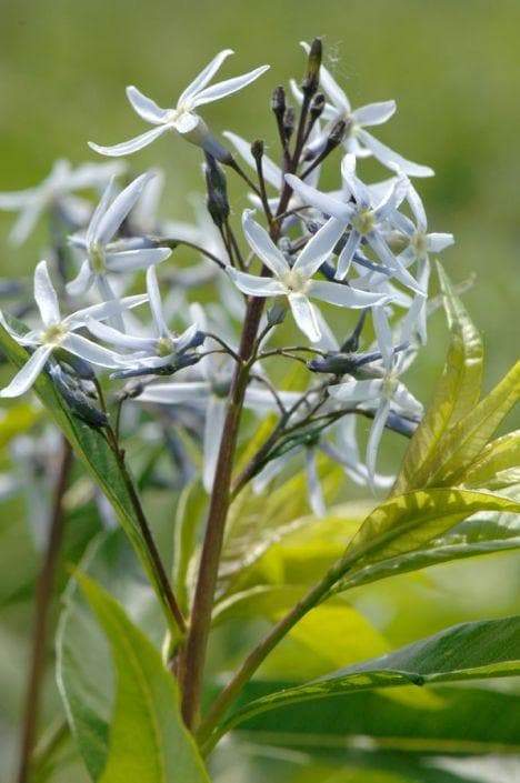 OZARK BLUE STAR Flowers Seeds, Amsonia illustris, Shining Blue Star. - Caribbeangardenseed