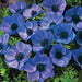 Anemone 'Mr Fokker' blue flowers - Caribbeangardenseed