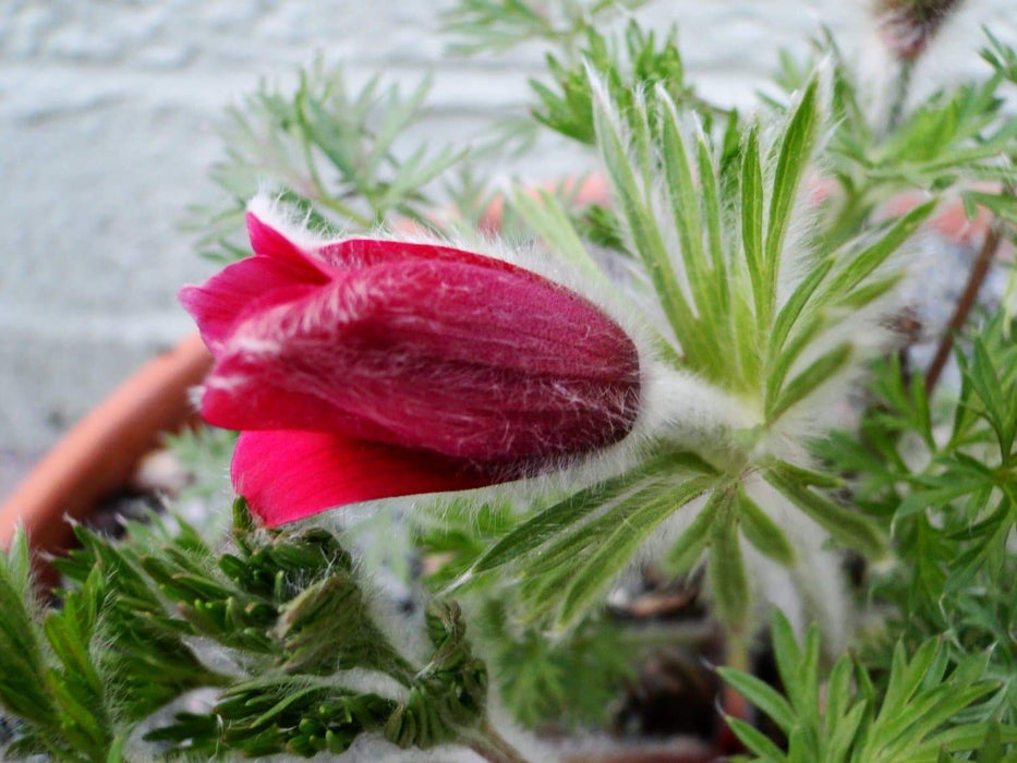 Pasque Flowers Seeds-Red Pulsatilla Vulgarisn, Perennial - Caribbeangardenseed