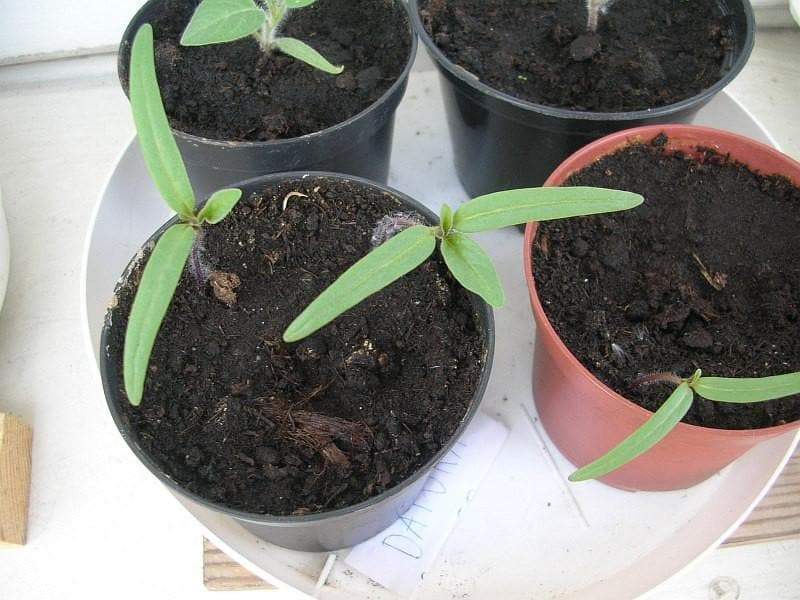 Angel Trumpet Seeds- Datura stramonium , Thorn Apple, - Caribbeangardenseed