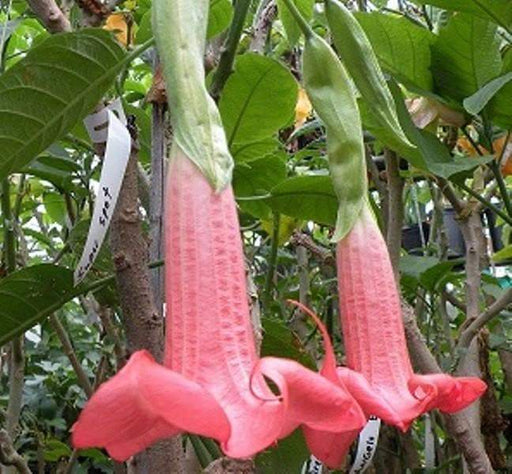 Angel Trumpet Seeds, PINK - Brugmansia suaveolens- Amazing tropical beauty - Caribbeangardenseed