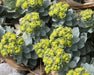 10 Euphorbia myrsinites (Myrtle Spurge Seeds) low growing succulent - Caribbeangardenseed