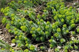 10 Euphorbia myrsinites (Myrtle Spurge Seeds) low growing succulent - Caribbeangardenseed