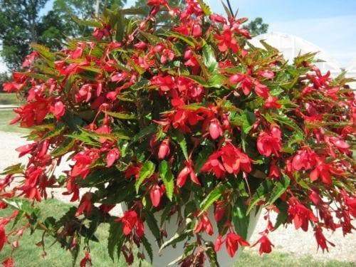 10 Trailing Begonia Seeds,Santa Cruz Sunset,Outstanding Heat, Drought Tolerance - Caribbeangardenseed