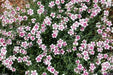 Dianthus deltoides, Arctic Fire' FLOWERS Seed - Caribbeangardenseed