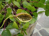 50 Caper Seeds (Capparis spinosa) Use as Medical & Culinary Herb-Perennial - Caribbeangardenseed