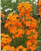 500 Siberian Wallflower (ERYSIMUM Flowers') SEEDS-Biennial - Caribbeangardenseed