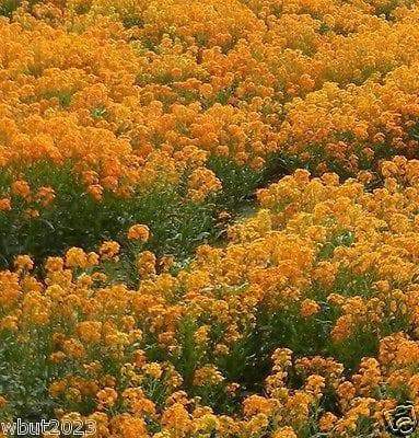 500 Siberian Wallflower (ERYSIMUM Flowers') SEEDS-Biennial - Caribbeangardenseed
