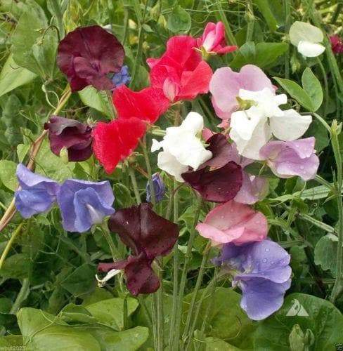 Sweet Pea, Royal Family Mix, ANNUAL FLOWERS - Caribbeangardenseed