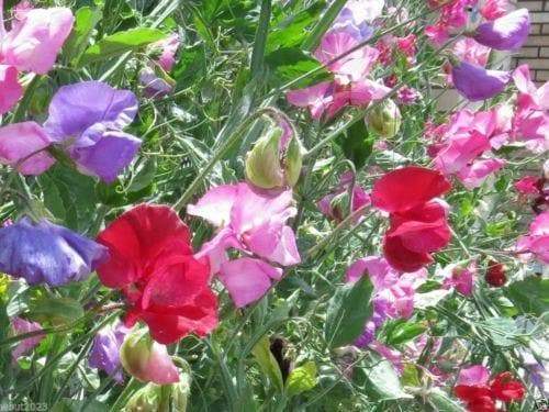 Sweet Pea, Royal Family Mix, ANNUAL FLOWERS - Caribbeangardenseed
