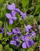 Blue Garden violet, Wild flowers plant, SHADE LOVING - Caribbeangardenseed