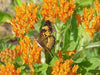 Butterfly Weed flowers Seeds,( Asclepias tuberosa) Perennial, attracts butterflies ! - Caribbeangardenseed