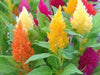 Celosia Mix, Large flowers (300 Seeds) also called Cockscomb, Easy-to-Grow - Caribbeangardenseed
