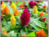 Celosia Mix, Large flowers (300 Seeds) also called Cockscomb, Easy-to-Grow - Caribbeangardenseed