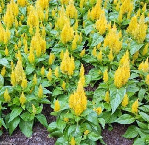Celosia Seed, Castle Yellow (100 Seeds) - Caribbeangardenseed