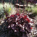 Coral Bells Plant Seeds,Heuchera Palace Purple ,Perennial, Zone: 4-9 - Caribbeangardenseed