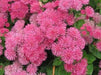 Floss Flower Seeds,ageratum houstonianum,Cloud Nine Pink-PEL,Early Variety. - Caribbeangardenseed