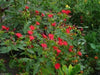 Four O'Clock Seeds - Red (Mirabilis Jalapa) Perennial. - Caribbeangardenseed