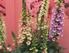 Foxglove Seed,Digitalis 'Dalmatian Dazzling color , partly shaded garden - Caribbeangardenseed