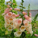 Foxglove Seed,Digitalis 'Dalmatian Dazzling color , partly shaded garden - Caribbeangardenseed