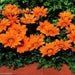 Gazania Seeds - Kiss Orange - FLOWERS SEED - Caribbeangardenseed