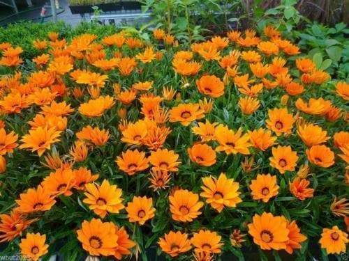 Gazania Seeds - Kiss Orange - FLOWERS SEED - Caribbeangardenseed