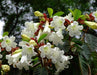 Herald's Trumpet Seeds,BEAUMONTIA grandiflora, Nepal Trumpet Flower,Ester Lily Vine - Caribbeangardenseed