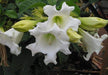 Herald's Trumpet Seeds,BEAUMONTIA grandiflora, Nepal Trumpet Flower,Ester Lily Vine - Caribbeangardenseed