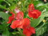 Impatiens Balsam (100 SEEDS) Red Balsamin Flowers, Fast growing, Sun Loving - Caribbeangardenseed