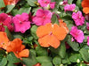 Impatiens Flowers SEED (Orange) Perfect for Shady Spots - Caribbeangardenseed