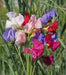 Mammoth Choice Mix Sweet Pea Seed . Excellent for cut flowers - Caribbeangardenseed