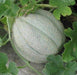 Melon Seeds, "Pride of Wisconsin" (Cucumis melo) Organic.,Heirloom ! - Caribbeangardenseed