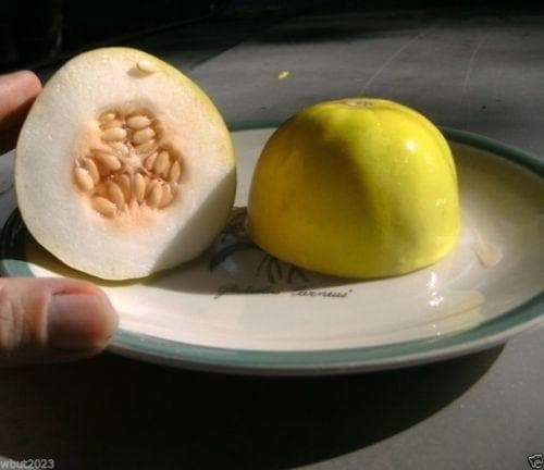 Melons Seeds (Cucumis melo) VINE Melons - Caribbeangardenseed