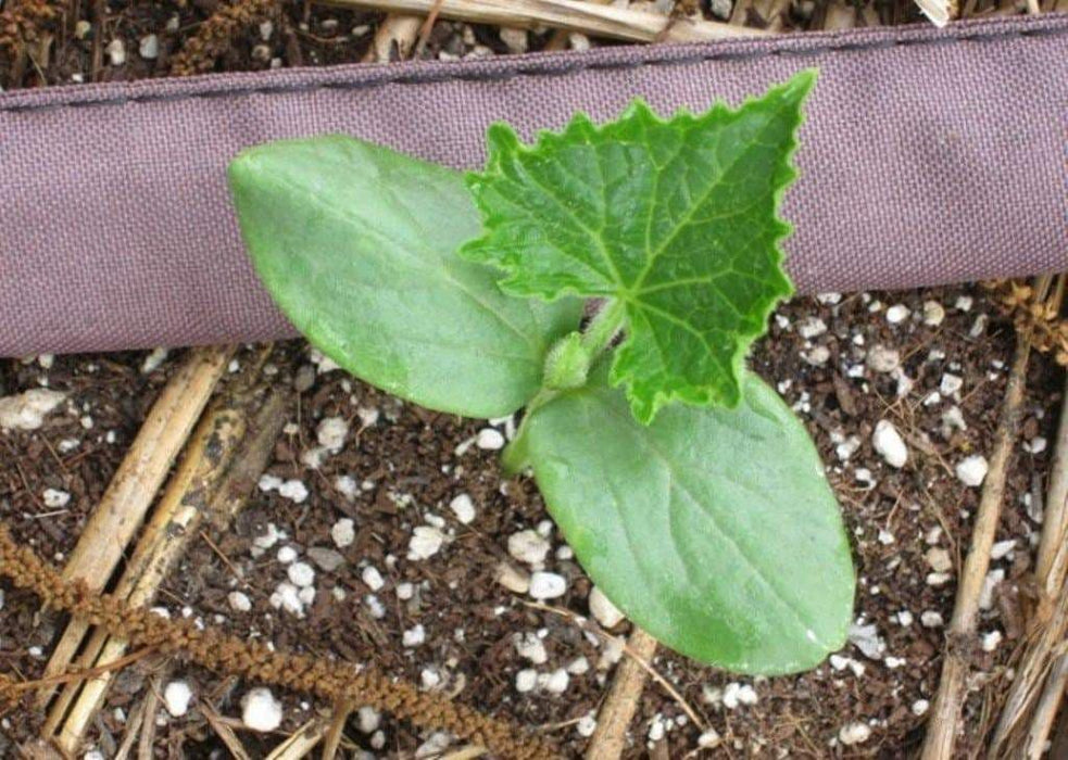 Naples Long ,Pumpkin Seed (Cucurbita moschata) heirloom,winter squash - Caribbeangardenseed