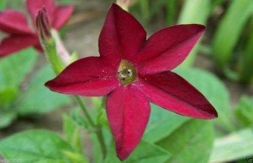 Nicotiana SEEDS (Nicotiana Alata Crimson Bedder) Flowering Tobacco - Caribbeangardenseed