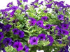 Petunia Seeds (Petunia nana compacta Purple) Wildflower (200 Seeds) Heirloom - Caribbeangardenseed