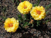 PORTULACA Moss rose DOUBLE Yellow ~ 200 seeds - Caribbeangardenseed