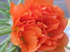 Portulaca Moss Rose ,Sundial Mix, FLOWERS SEED - Caribbeangardenseed