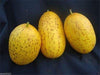 Sambar Cucumber Seeds, (Dosakkai type) from Andhra Pradesh, India, Delicious ! - Caribbeangardenseed