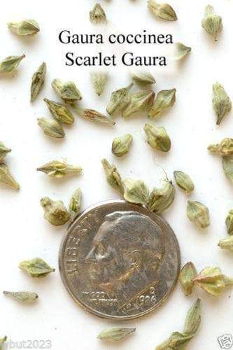 Scarlet Gaura Flowers Seed, Gaura coccinea, Perennial - Caribbeangardenseed
