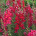 Snapdragon SEEDS (Antirrhinum Majus Maximum ) Ruby Red 500 Seeds - Perennial ! - Caribbeangardenseed