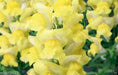 Snapdragon 'Arrow Yellow' 200 flowers Seeds - Caribbeangardenseed