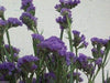 Statice Seeds - Purple (Limonium Sinuatum ) Great For Cut Flowers- 100 Seeds ! - Caribbeangardenseed