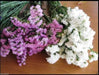 Statice - White - 100 Seeds (Limonium Sinuatum Iceberg) Great For Cut Flowers - Caribbeangardenseed