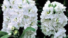 Stock (Matthiola Incana Ten Week White) Gillyflower Night scented, 40 SEEDS - Caribbeangardenseed