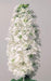 Stock (Matthiola Incana Ten Week White) Gillyflower Night scented, 40 SEEDS - Caribbeangardenseed